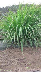 Organic Lemongrass