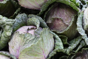 Organic Savoy Cabbage