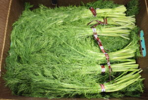 Organic Dill