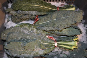 Organic Lacinato Kale