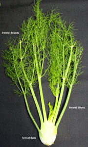 Organic Fennel