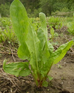 Organic Sorrel