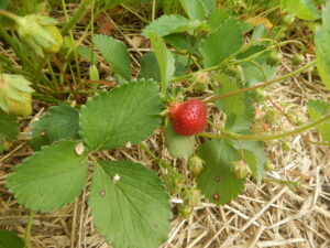 Organic Strawberry