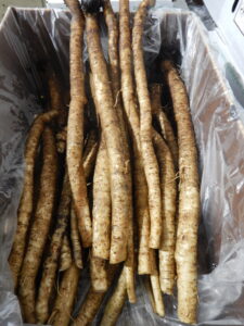 Organic Burdock Root