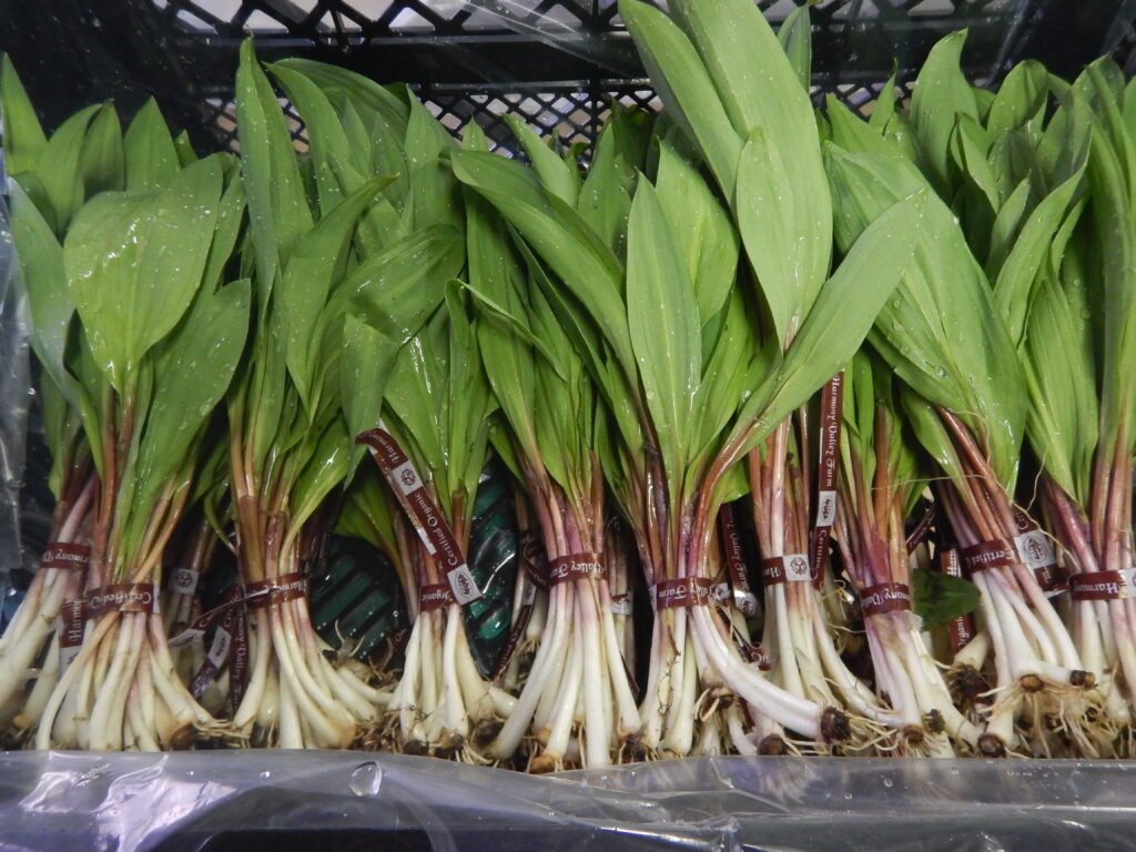 Organic Ramps