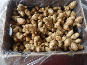 Organic Sunchokes