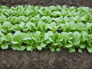 Organic Baby Bok Choi