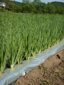 Organic Green Onions