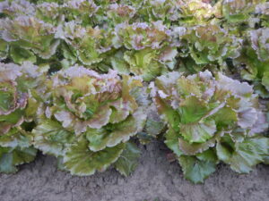 Organic Summer Crisp Lettuce