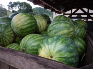 Organic Watermelons