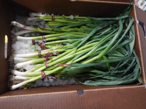 Organic Green Garlic