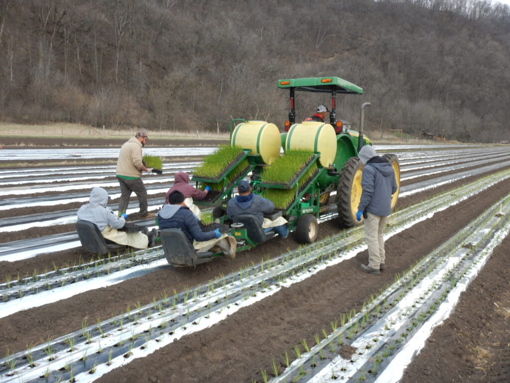 2025 0417 transplanting onions