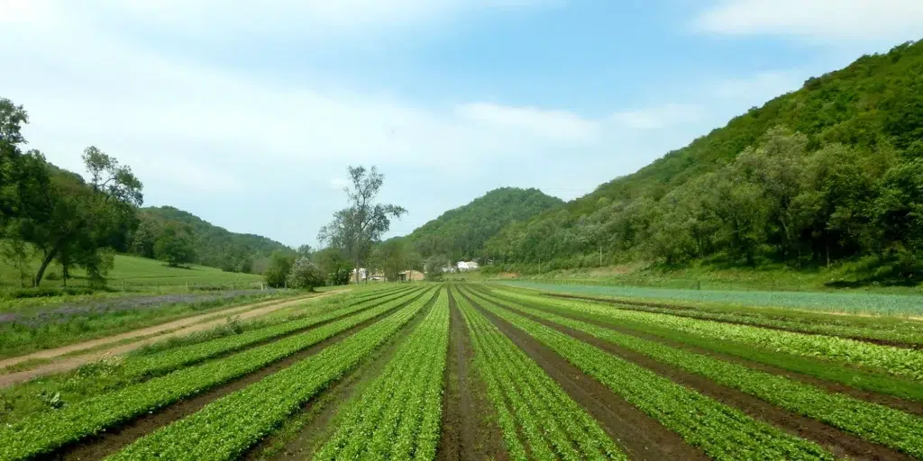 Cilantro field at Harmony Valley Farm