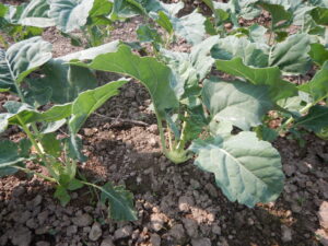 Kohlrabi in the field