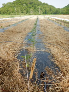 Sun Orange Tomato Field
