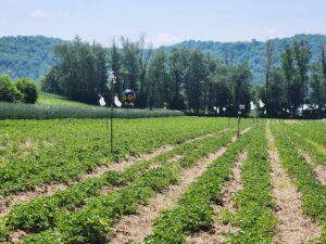 Strawberry Field