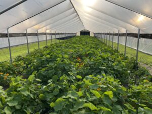 Nasturtiums in Flower Tunnel