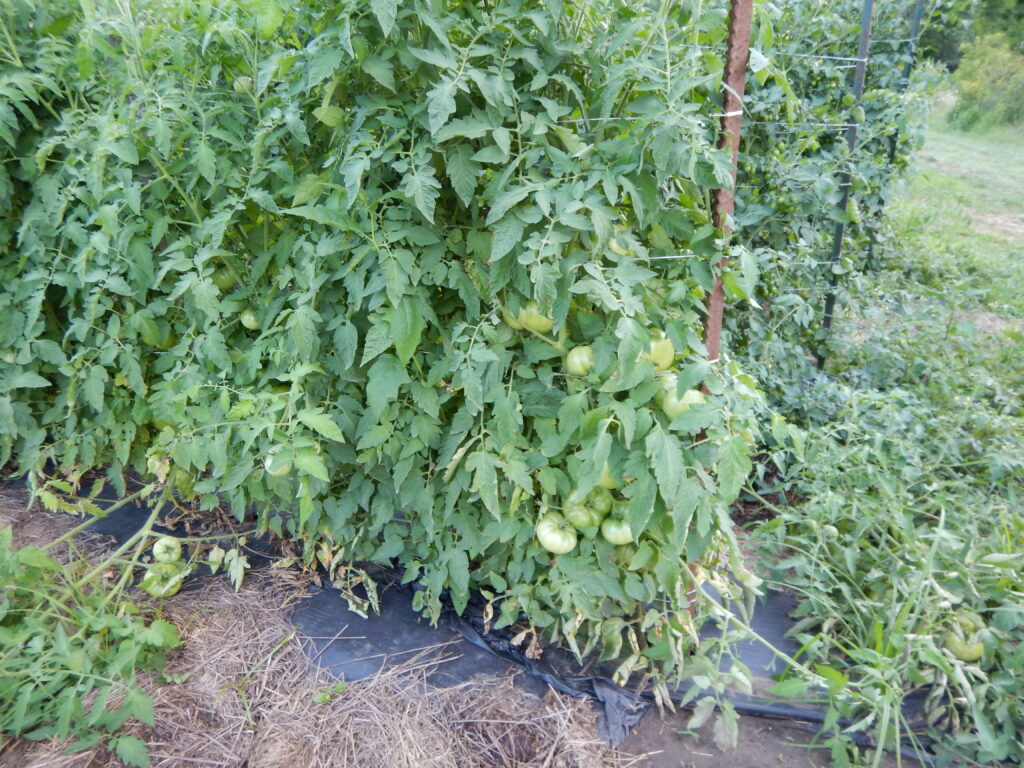 2024 0806 tomatos in the field