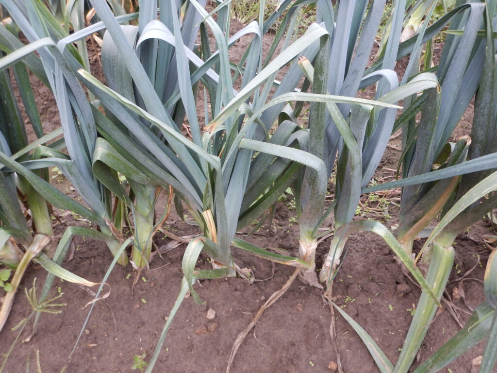 Leeks in the field