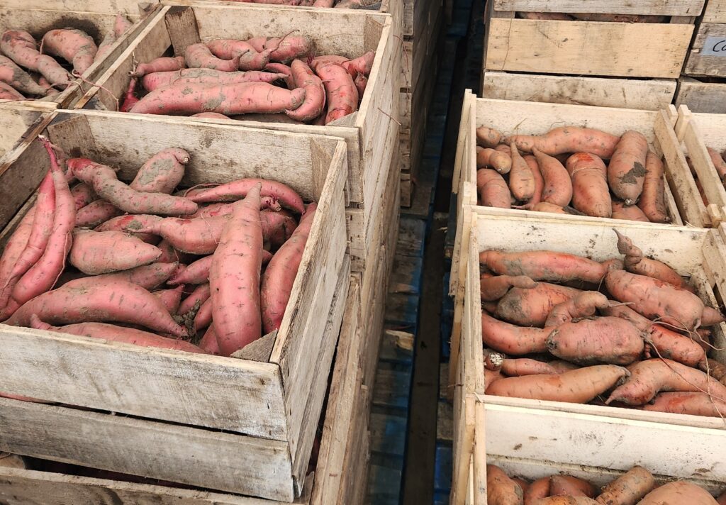 2025 Sweet Potatoes Curing in the Greenhouse