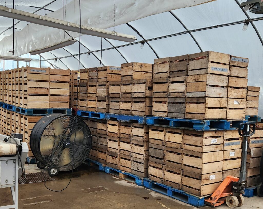 2025 Sweet Potatoes Curing in the Greenhouse