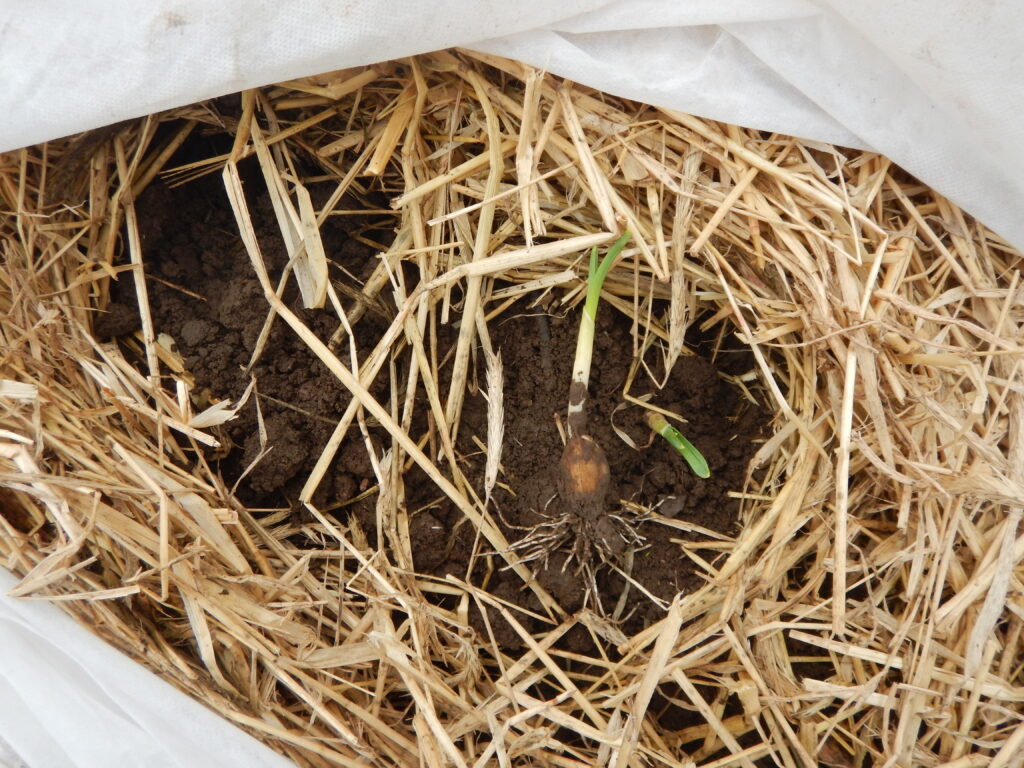 Garlic starting to grow under the mulch and row covers
