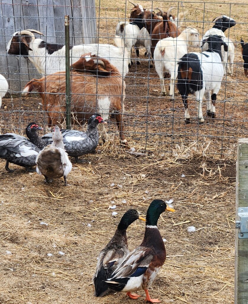 Goats and ducks enjoying the warmer February day