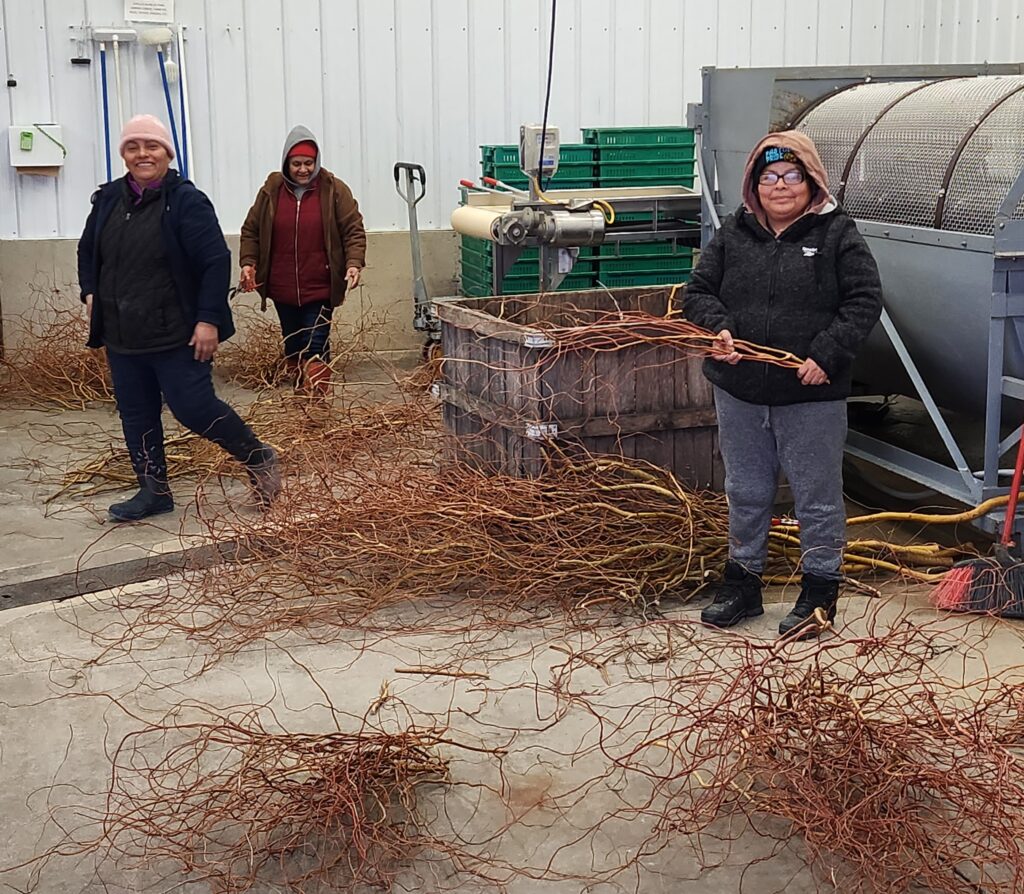 Gudelia, Catalina, and Adelina trimming willow