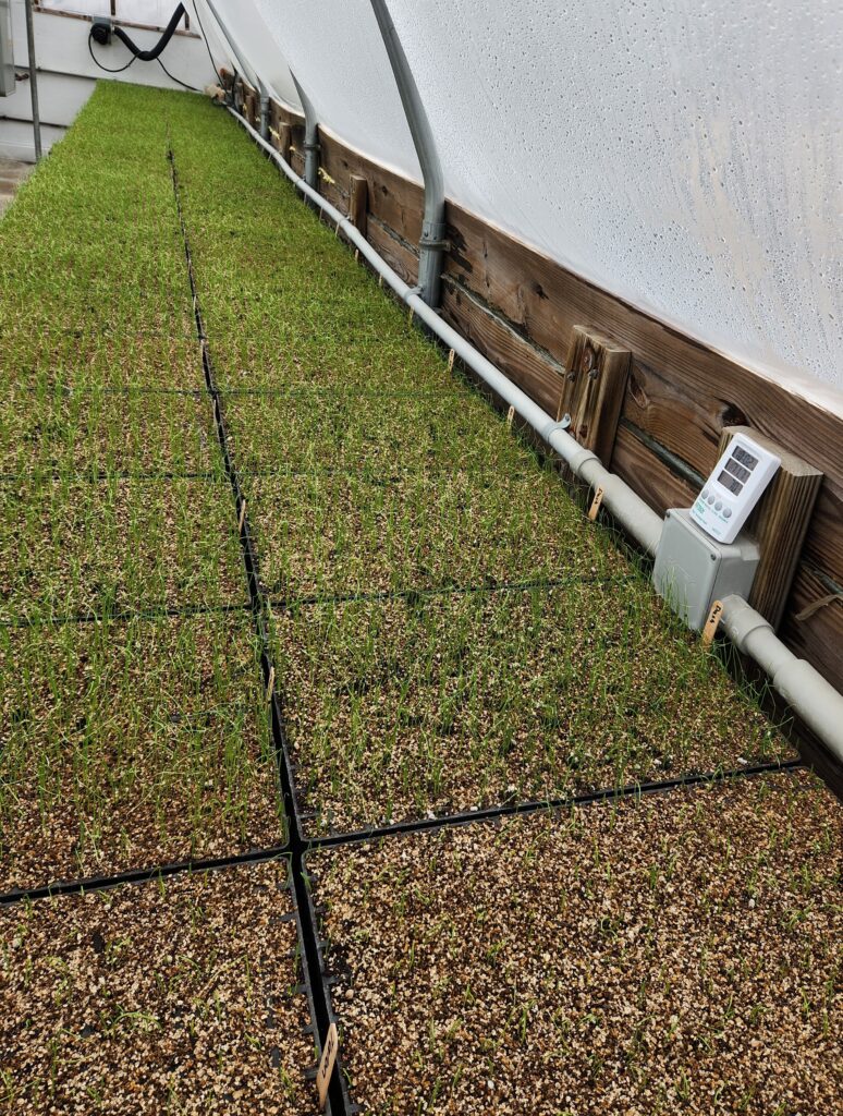 2026 First plantings on onions growing