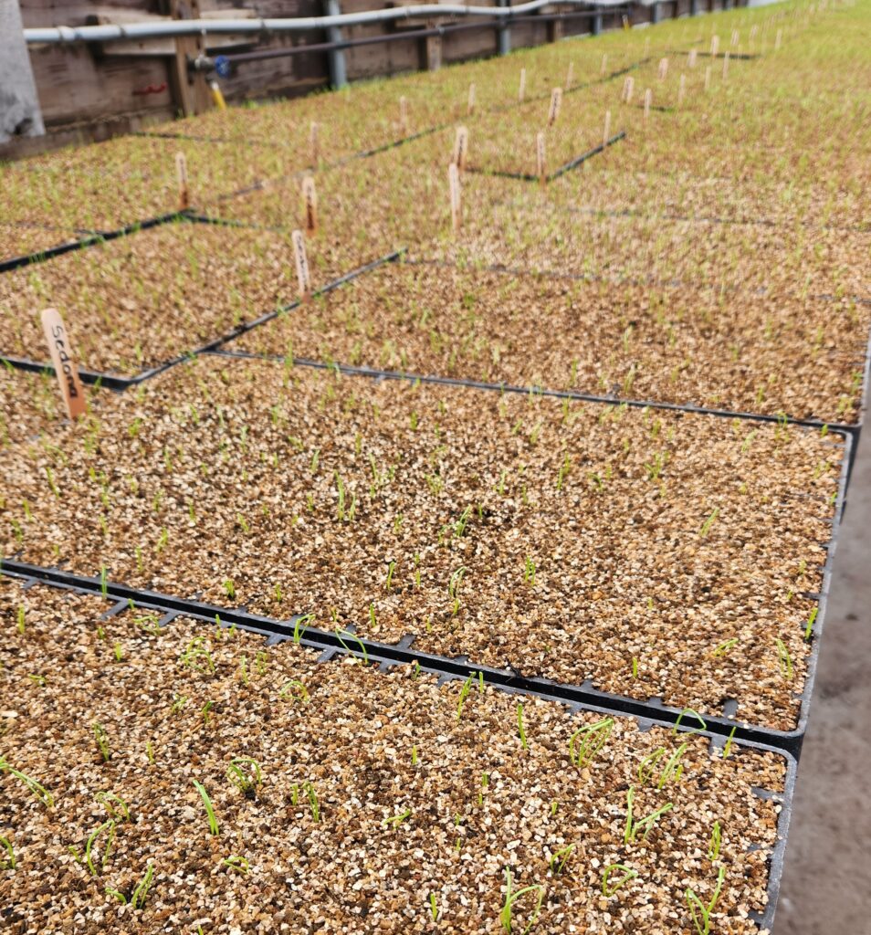 2026 Second plantings on onions growing
