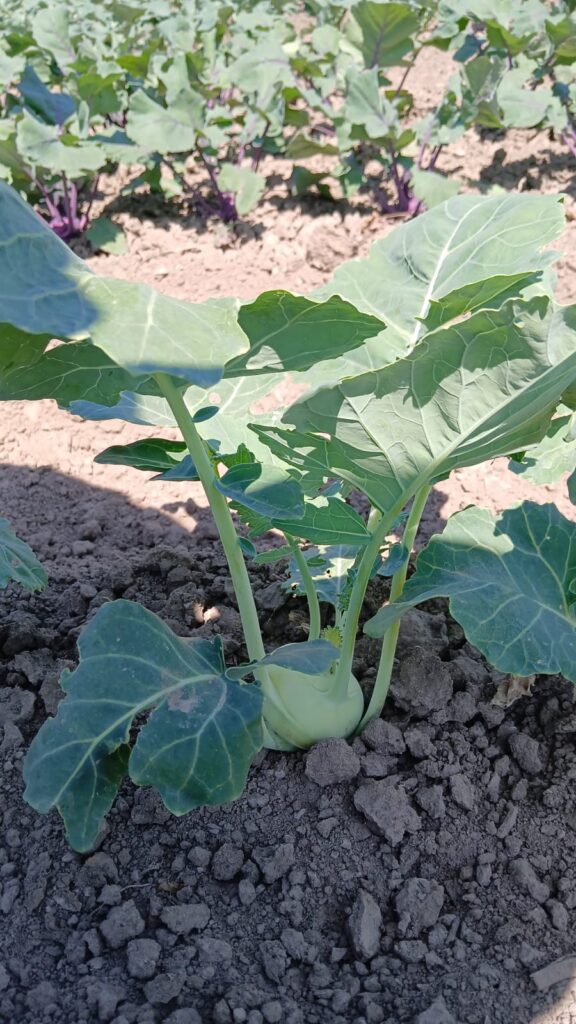 Kohlrabi in the field