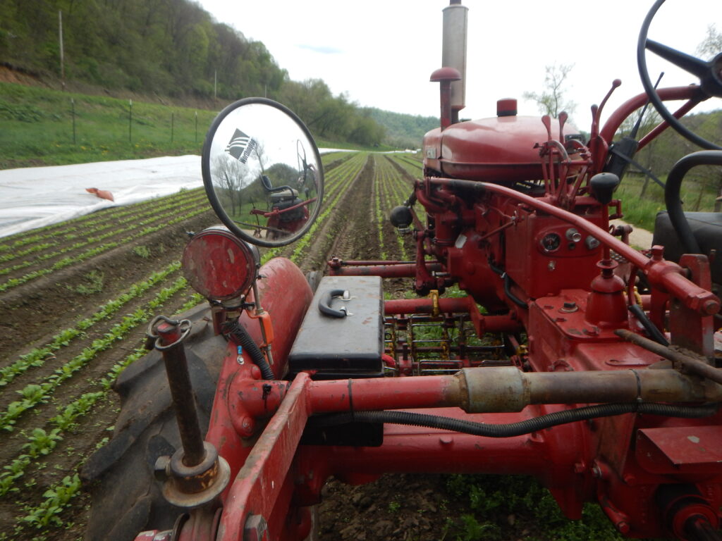 Mechanical Cultivation with a Vintage Tractor