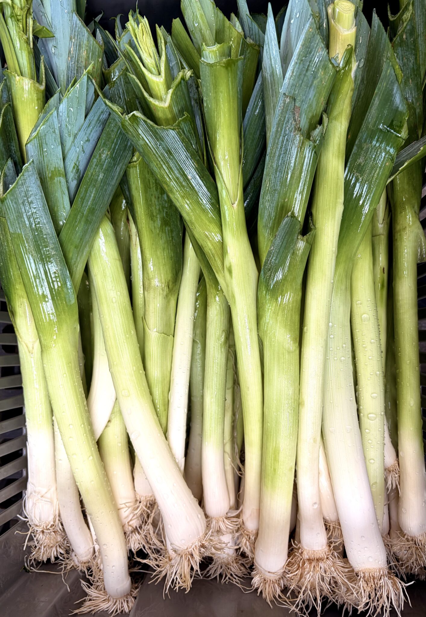 Leek