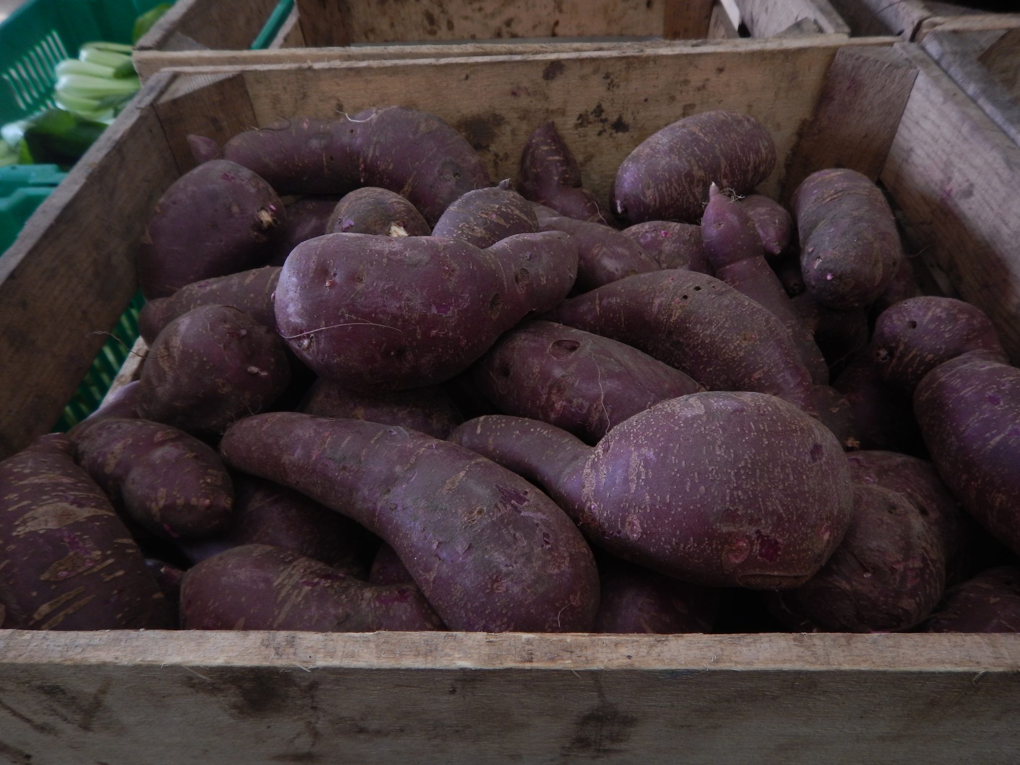 2024 1023 sweet potato purple